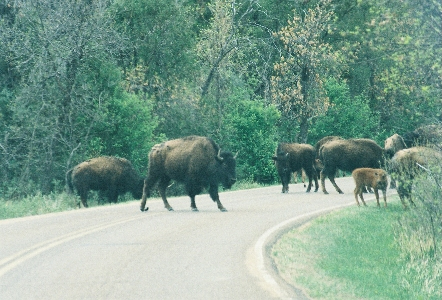 [Bison on the park road.]